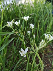 Ornithogalum orthophyllum