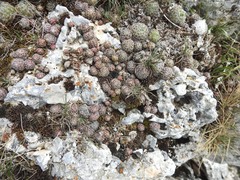 Sempervivum ciliosum