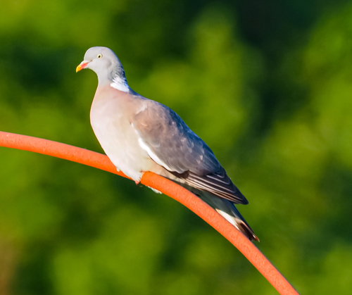Columba palumbus