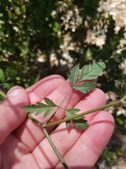 Torilis arvensis