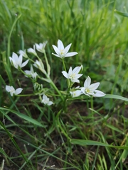 Ornithogalum orthophyllum