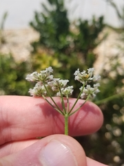 Torilis arvensis
