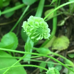 Trifolium kentuckiense