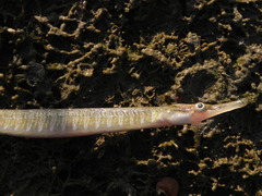 Syngnathus abaster