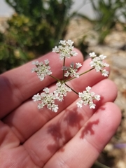 Torilis arvensis