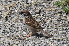 Passer montanus