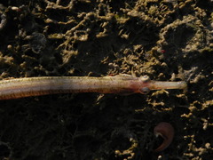 Syngnathus abaster