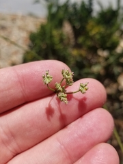 Torilis arvensis