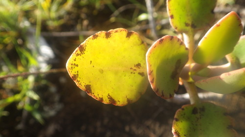 Kalanchoe miniata image