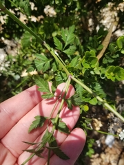 Torilis arvensis