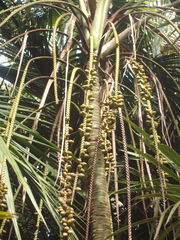 Howea belmoreana