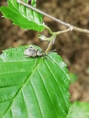 Peritelus sphaeroides