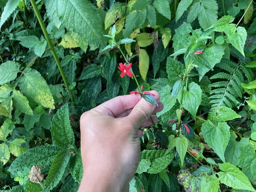 Image of Ruellia coccinea by (c) Marcos Rodriguez Bobadilla, some rights reserved (CC BY)