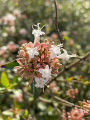 Abelia chinensis
