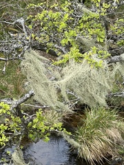 Usnea articulata