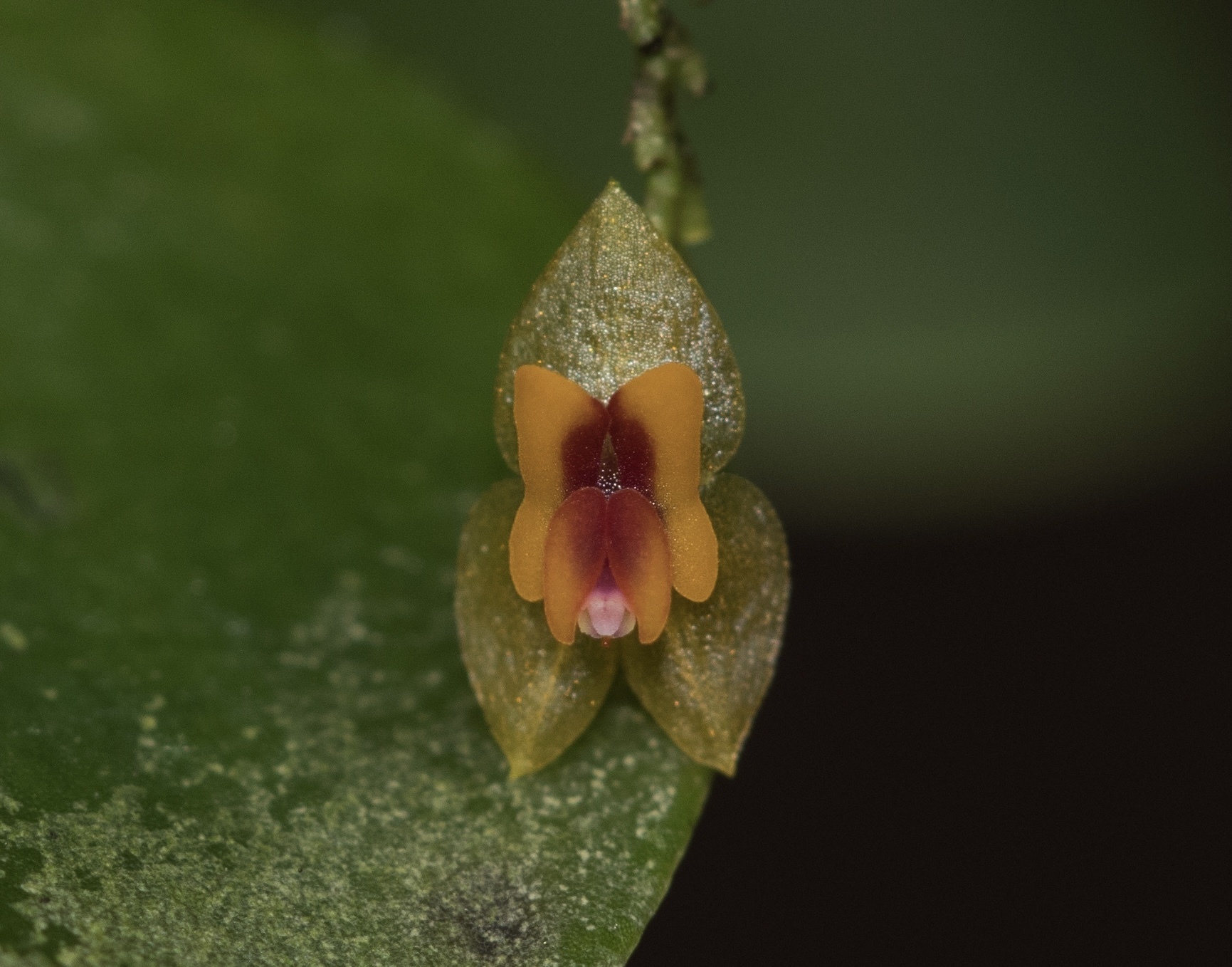 Lepanthes rupestris