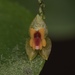 Lepanthes rupestris - Photo (c) Kevin W. Holcomb,  זכויות יוצרים חלקיות (CC BY-NC), הועלה על ידי Kevin W. Holcomb