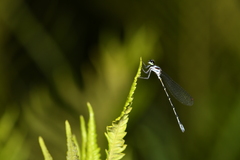 Onychargia atrocyana