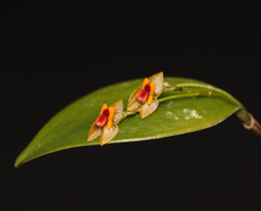 Lepanthes rupestris