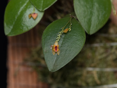 Lepanthes rupestris