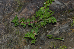 Spermacoce palustris