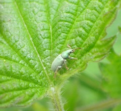 Phyllobius roboretanus