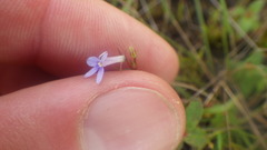 Lobelia solaris