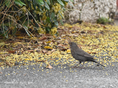 Turdus merula