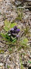 Ajuga pyramidalis