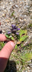 Ajuga pyramidalis
