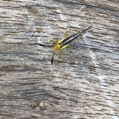 Thyrsophorinae