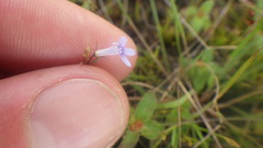 Lobelia solaris