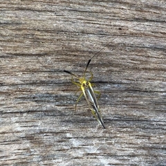 Thyrsophorinae