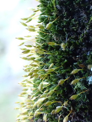 Macrocoma tenuis tenuis