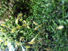 Macrocoma tenuis tenuis