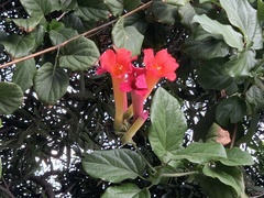 Amphilophium buccinatorium