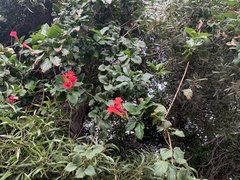 Amphilophium buccinatorium