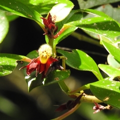 Nematanthus