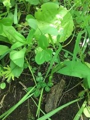 Trifolium kentuckiense