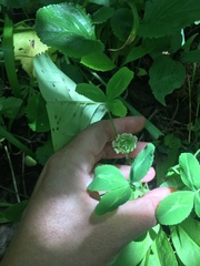 Trifolium kentuckiense