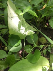 Trifolium kentuckiense