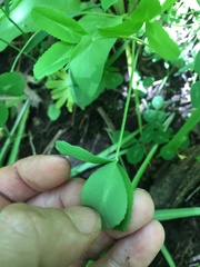 Trifolium kentuckiense