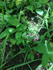 Trifolium kentuckiense