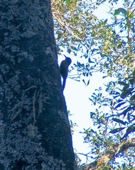 Dendrocolaptes picumnus