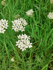 Allium subhirsutum