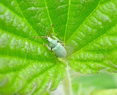 Phyllobius roboretanus