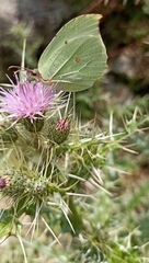 Gonepteryx nepalensis