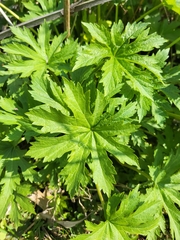 Napaea dioica