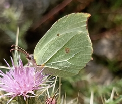 Gonepteryx nepalensis