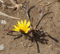 Taraxacum palustre